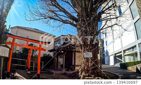 品川嘉石稻荷神社:樹齡超過500年的銀杏樹。 品川嘉石稻荷神社:樹齡超過500年的銀杏樹。 139410897