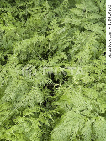 Garden with flowerbed and colorful tropical plants Garden with flowerbed and colorful tropical plants 139410933