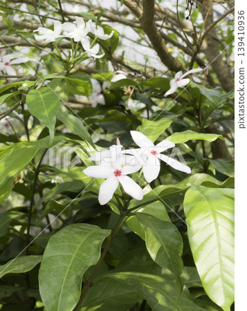 Garden with flowerbed and colorful tropical plants 139410936