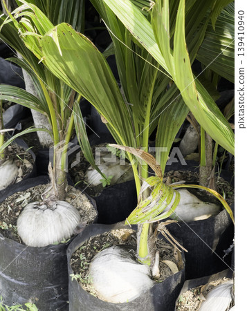 Garden with flowerbed and colorful tropical plants Garden with flowerbed and colorful tropical plants 139410940