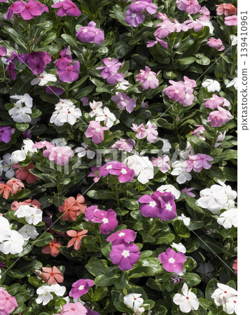Garden with flowerbed and colorful tropical plants 139410961