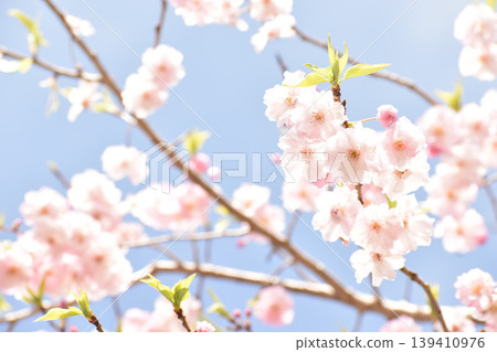 淡粉色分枝櫻花 淡粉色分枝櫻花 139410976