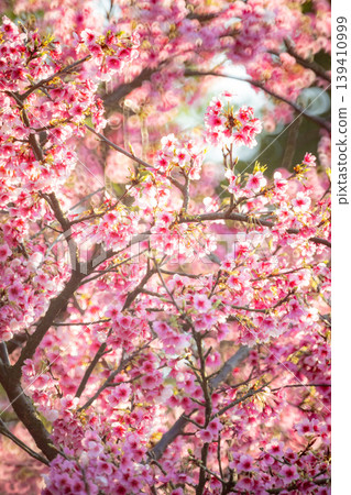 櫻花 櫻花 139410999