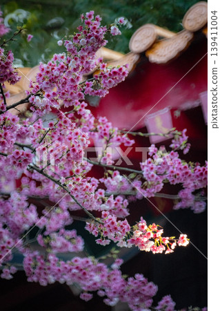 櫻花 櫻花 139411004