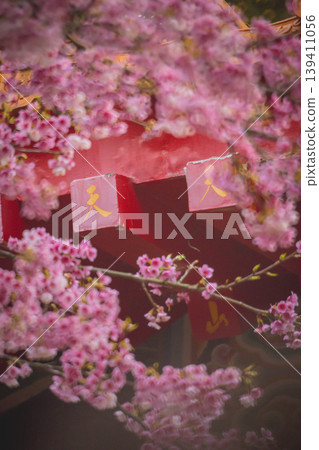 櫻花 櫻花 139411056