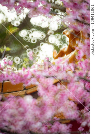 櫻花 櫻花 139411061
