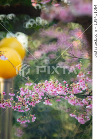 櫻花 櫻花 139411064