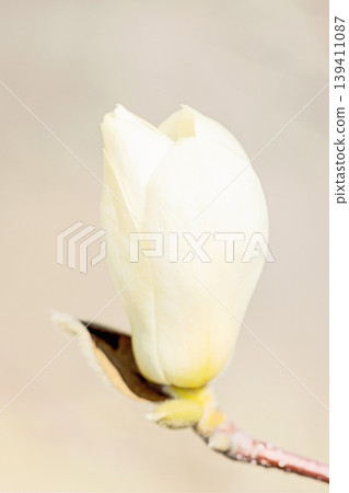 The wildflowers around the house change with the seasons; the large, beautiful white magnolia blossoms have begun to bloom on the trees in the park. 139411087