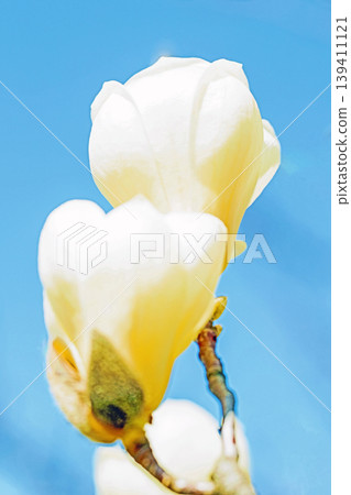 The wildflowers around the house change with the seasons; the large, beautiful white magnolia blossoms have begun to bloom on the trees in the park. The wildflowers around the house change with the seasons; the large, beautiful white magnolia blossoms have begun to bloom on the trees in the park. 139411121