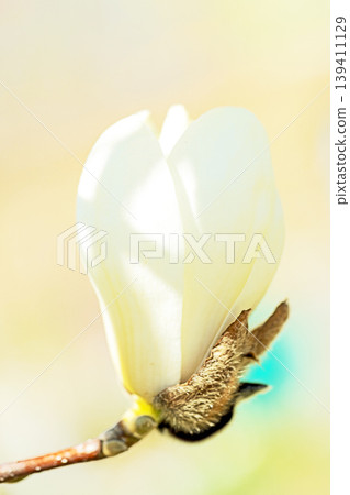 The wildflowers around the house change with the seasons; the large, beautiful white magnolia blossoms have begun to bloom on the trees in the park. 139411129