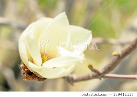 The wildflowers around the house change with the seasons; the large, beautiful white magnolia blossoms have begun to bloom on the trees in the park. The wildflowers around the house change with the seasons; the large, beautiful white magnolia blossoms have begun to bloom on the trees in the park. 139411135