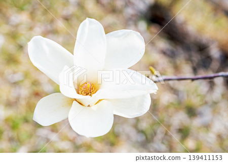 房子周圍的野花隨著季節變化;公園裡的樹上,碩大美麗的白色玉蘭花已經開始盛開。 房子周圍的野花隨著季節變化;公園裡的樹上,碩大美麗的白色玉蘭花已經開始盛開。 139411153
