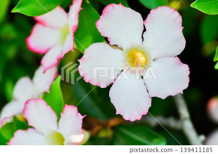 Desert rose, APOCYACEAE or Adenium obesum or Mock Azalea or Pink bignonia or Impala lily or white and pink flower Desert rose, APOCYACEAE or Adenium obesum or Mock Azalea or Pink bignonia or Impala lily or white and pink flower 139411185