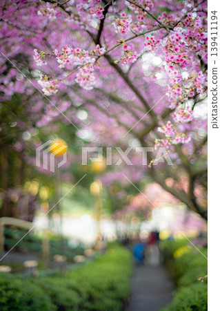 櫻花 櫻花 139411194