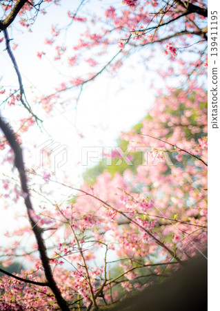 櫻花 139411195