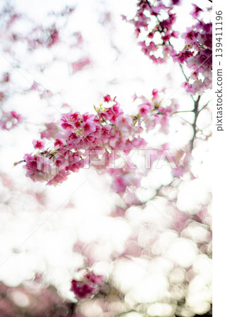 櫻花 櫻花 139411196