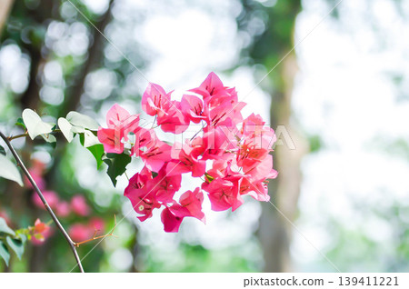 Bougainvillea or paper flower , red paper flower or fuchsia flower Bougainvillea or paper flower , red paper flower or fuchsia flower 139411221