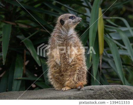The meerkat stands up and looks around. The meerkat stands up and looks around. 139411333