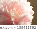 Peony - Shakuyaku X 139411592