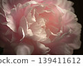 Peony - Shakuyaku. g 139411612