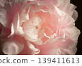 Peony - Shakuyaku. f 139411613