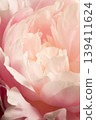 Peony - Shakuyaku c 139411624