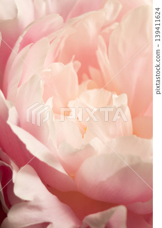 牡丹 - 尺藥 c 牡丹 - 尺藥 c 139411624