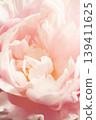 Peony - Shakuyaku a 139411625
