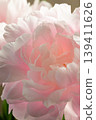 Peony - Shakuyaku Y 139411626