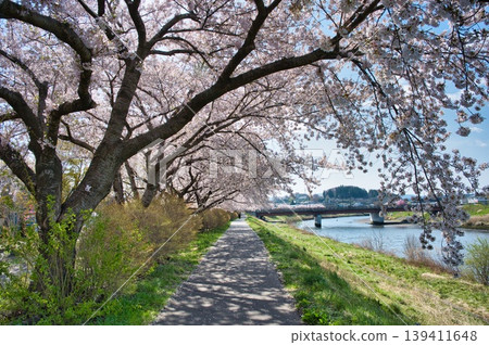 A riverside promenade with cherry blossoms in full bloom A riverside promenade with cherry blossoms in full bloom 139411648