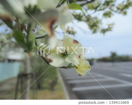 山茱萸花 山茱萸花 139411669