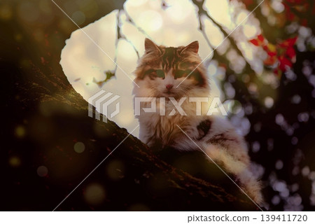 Cats, a timeless symbol of Istanbul, bring together culture and charm. Istanbul cats are a cultural icon; minimalist design for universal stock photo availability and global commercial appeal. Cats, a timeless symbol of Istanbul, bring together culture and charm. Istanbul cats are a cultural icon; minimalist design for universal stock photo availability and global commercial appeal. 139411720
