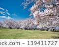 櫻花盛開的公園景色。 139411727