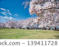 櫻花盛開的公園景色。 139411728