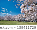 櫻花盛開的公園景色。 139411729