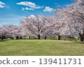 櫻花盛開的公園景色。 139411731