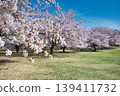 櫻花盛開的公園景色。 139411732