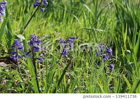 Purple wild hyacinth flowers blooming in a spring field. Purple wild hyacinth flowers blooming in a spring field. 139411736