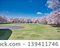櫻花盛開的公園景色。 139411746