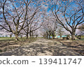 櫻花盛開的公園景色。 139411747