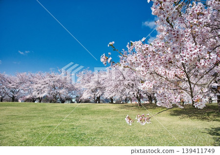 櫻花盛開的公園景色。 櫻花盛開的公園景色。 139411749