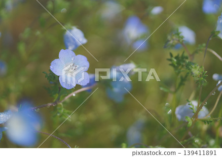Nemophila after the rain Nemophila after the rain 139411891
