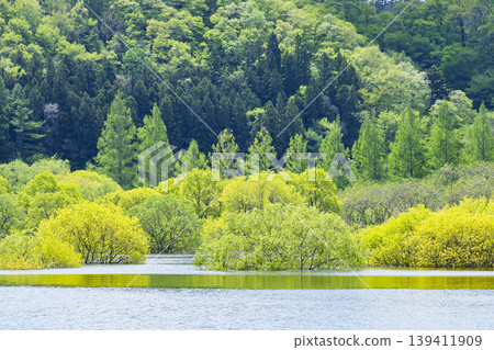 The submerged forest of Kamabusa Lake 139411909