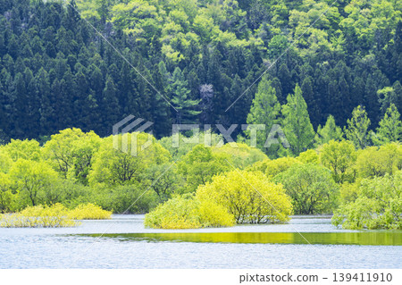 The submerged forest of Kamabusa Lake The submerged forest of Kamabusa Lake 139411910