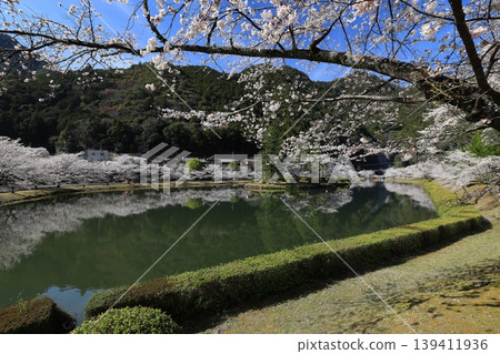 Ikehara Dam and cherry blossoms in Nara Prefecture Ikehara Dam and cherry blossoms in Nara Prefecture 139411936