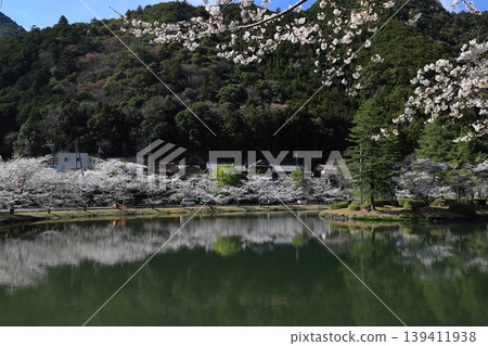 Ikehara Dam and cherry blossoms in Nara Prefecture Ikehara Dam and cherry blossoms in Nara Prefecture 139411938