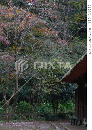 深秋時節的柿子樹和茅草屋頂 深秋時節的柿子樹和茅草屋頂 139411952