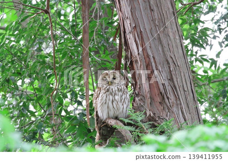 owl   139411955