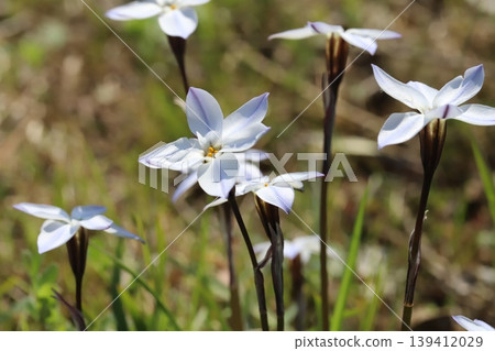 伊菲翁花，花瓣潔白，帶有淺紫色條紋，在春天的田野裡盛開。 139412029