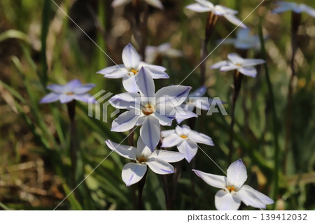 The Ipheion flowers, with their white petals streaked with light purple, bloom in the spring fields. The Ipheion flowers, with their white petals streaked with light purple, bloom in the spring fields. 139412032